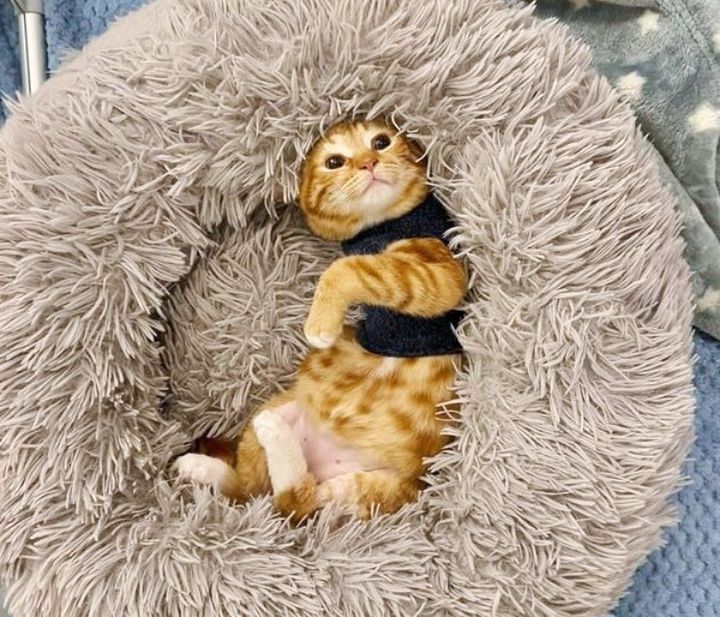 happy tripod kitten snuggly